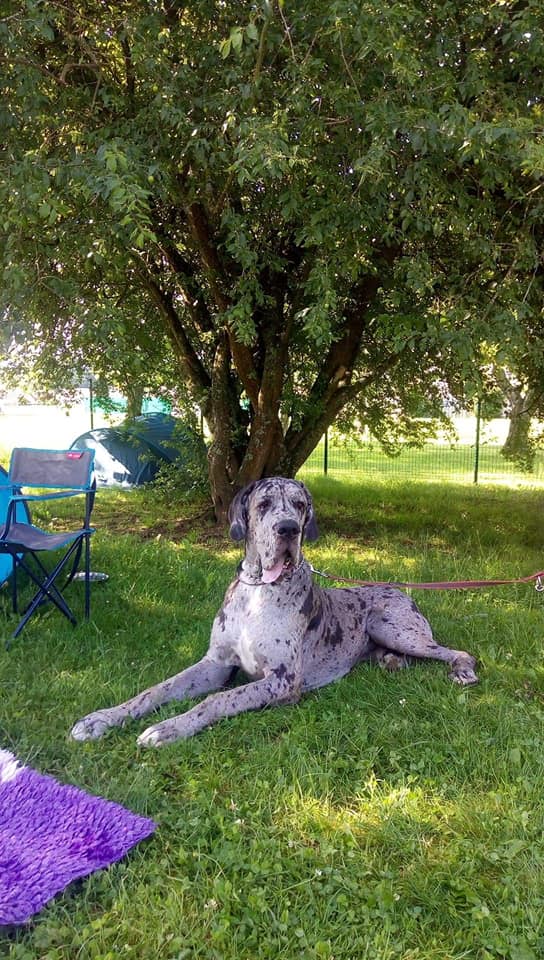 Ozzy - 15 months - Sold