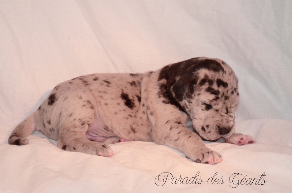 Ozzy - 18 days - Sold