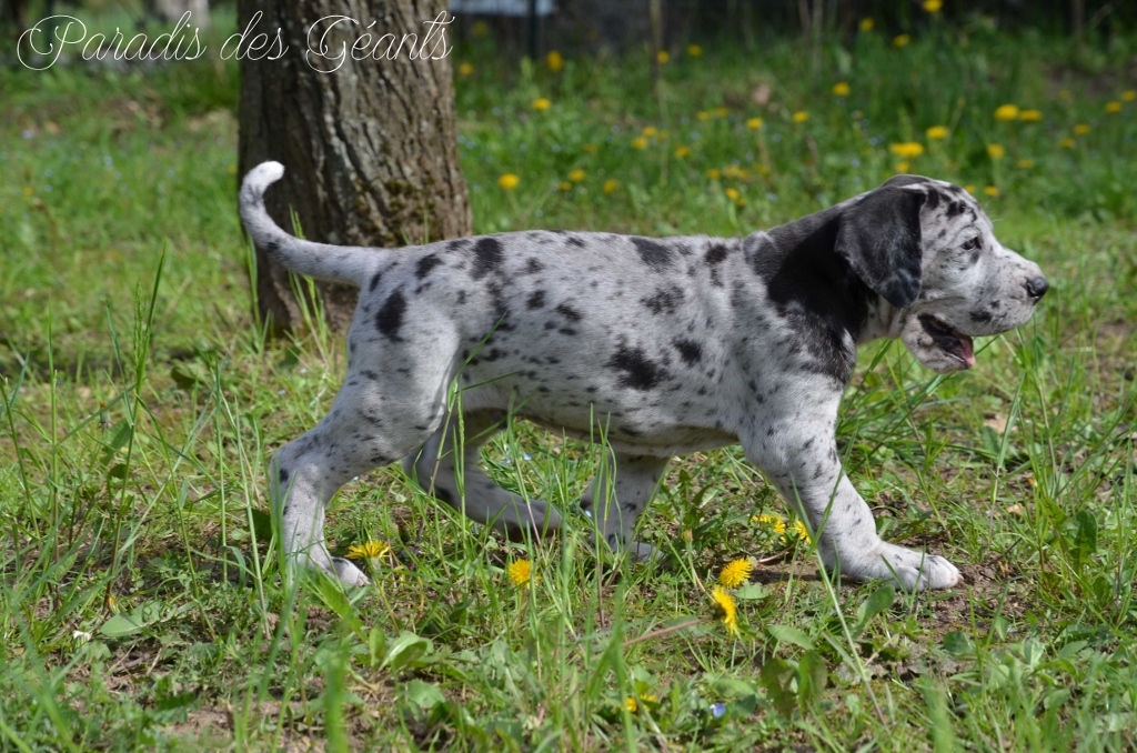 Ozzy - 5 weeks - Sold
