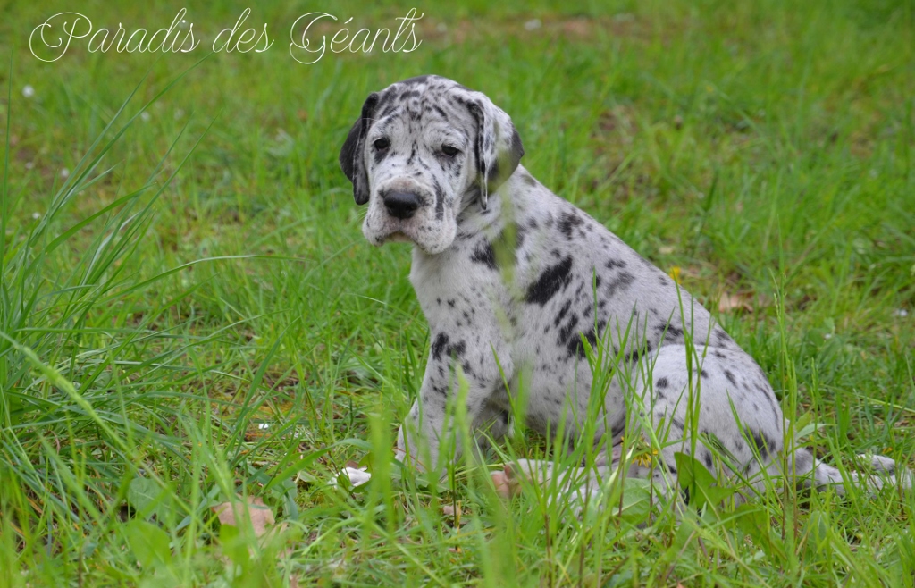 Ozzy - 5 weeks - Sold