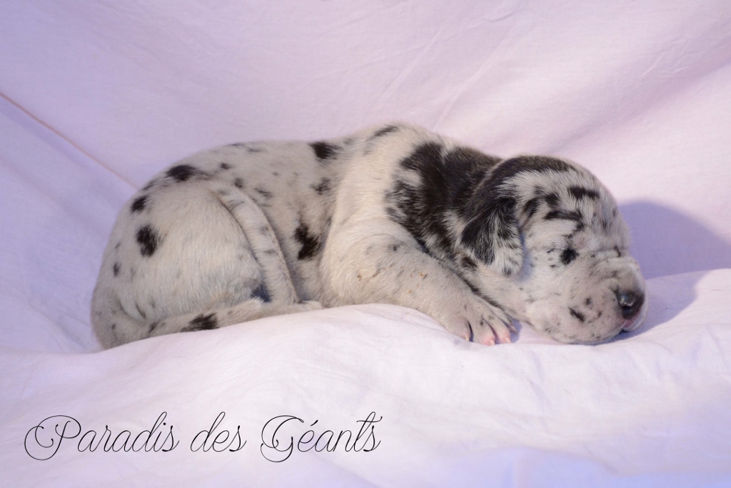 Ozzy - 10 days - Sold