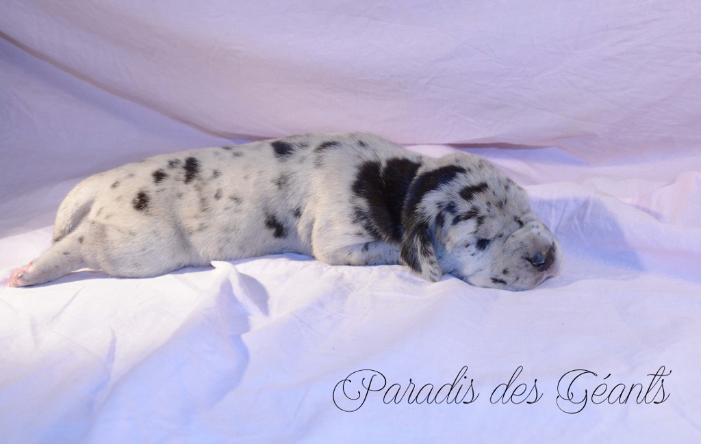 Ozzy - 10 days - Sold