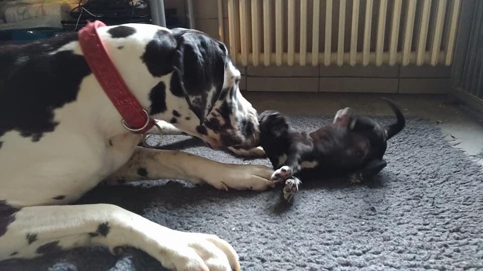 Playing with mum at 3 weeks